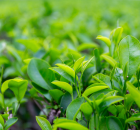 2021春茶季产销两旺，成绩亮眼。
